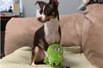 Custom Plush Toys Designed for Pets