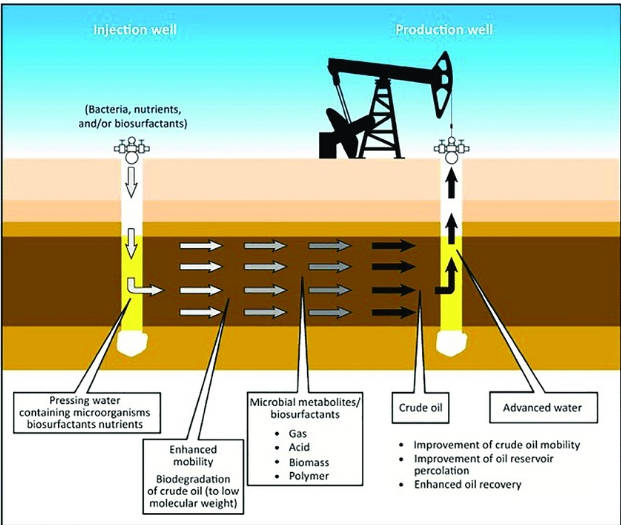 Microbial Enhanced Oil Recovery