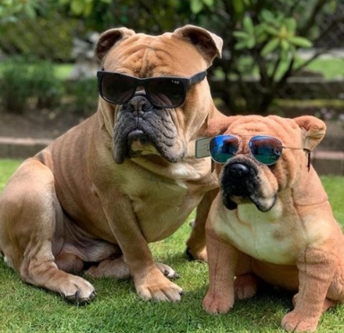 Custom a Pet Stuffed Animal from Photos